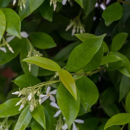 Rosa Cesenatico