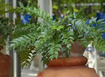 Rosa 2* 切塞纳蒂科